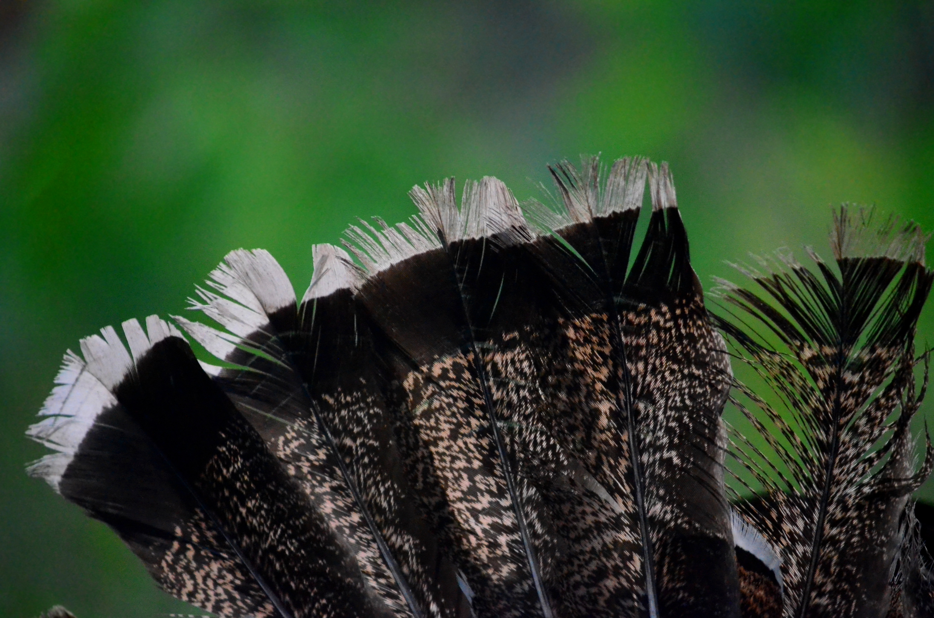 black feathers with white tips