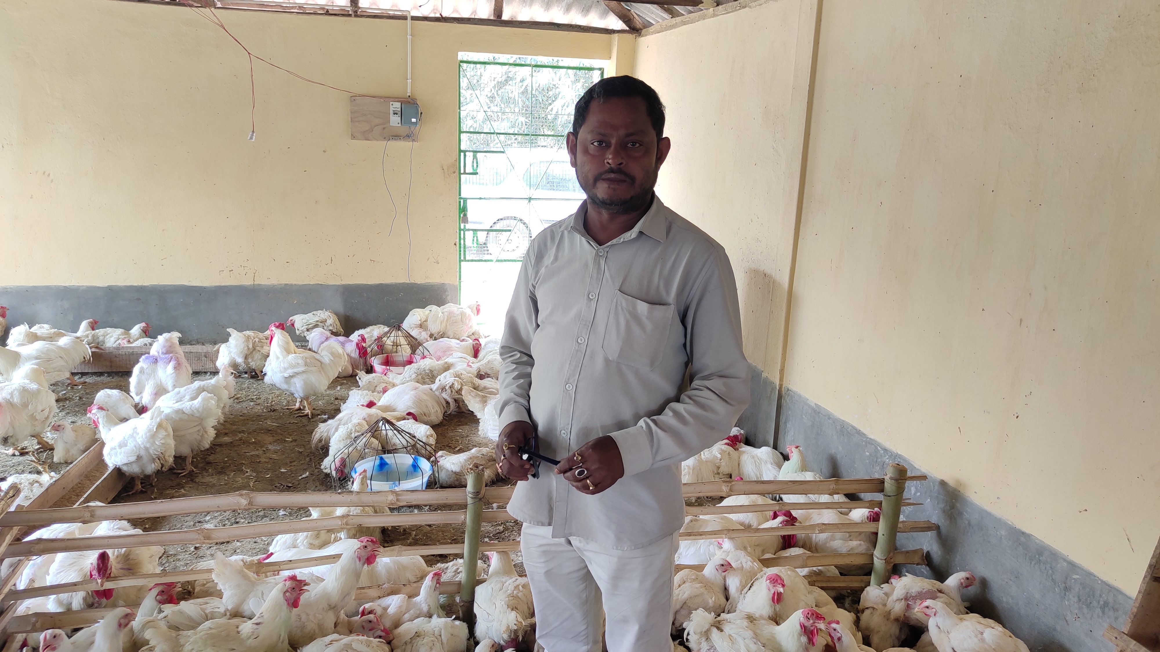 a man stands in a flock of white chickens