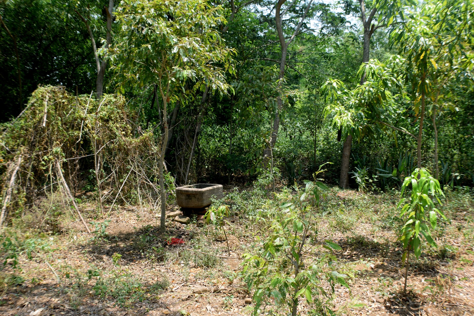 A small area with trees and shrubs fallen into disuse