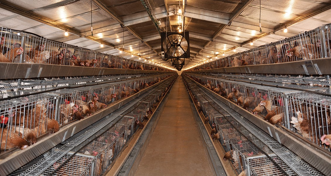 An egg shed in Africa, showing a barn full of caged laying hens
