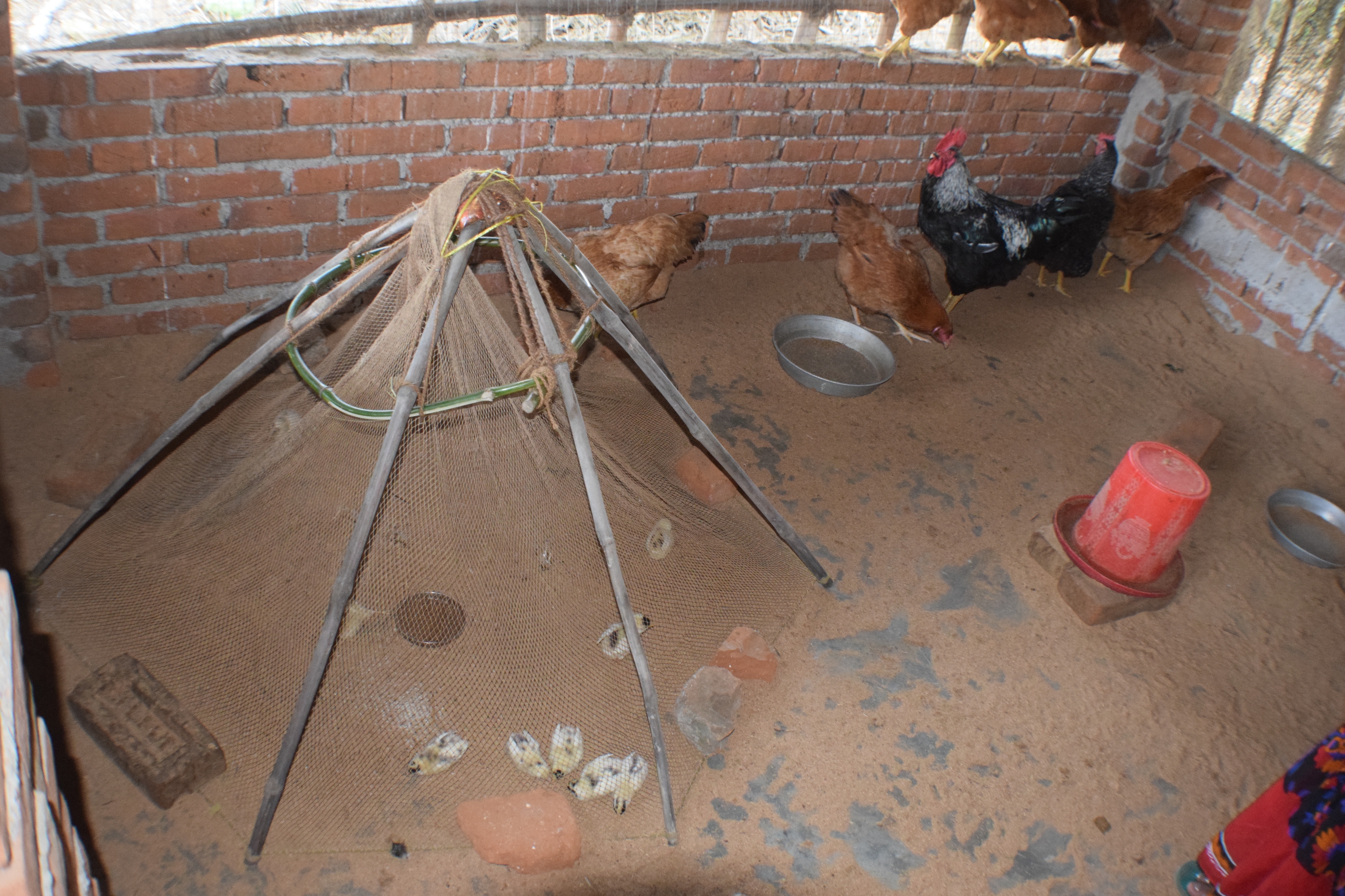 a teepee closed in by a net with checks underneath and chickens standing around