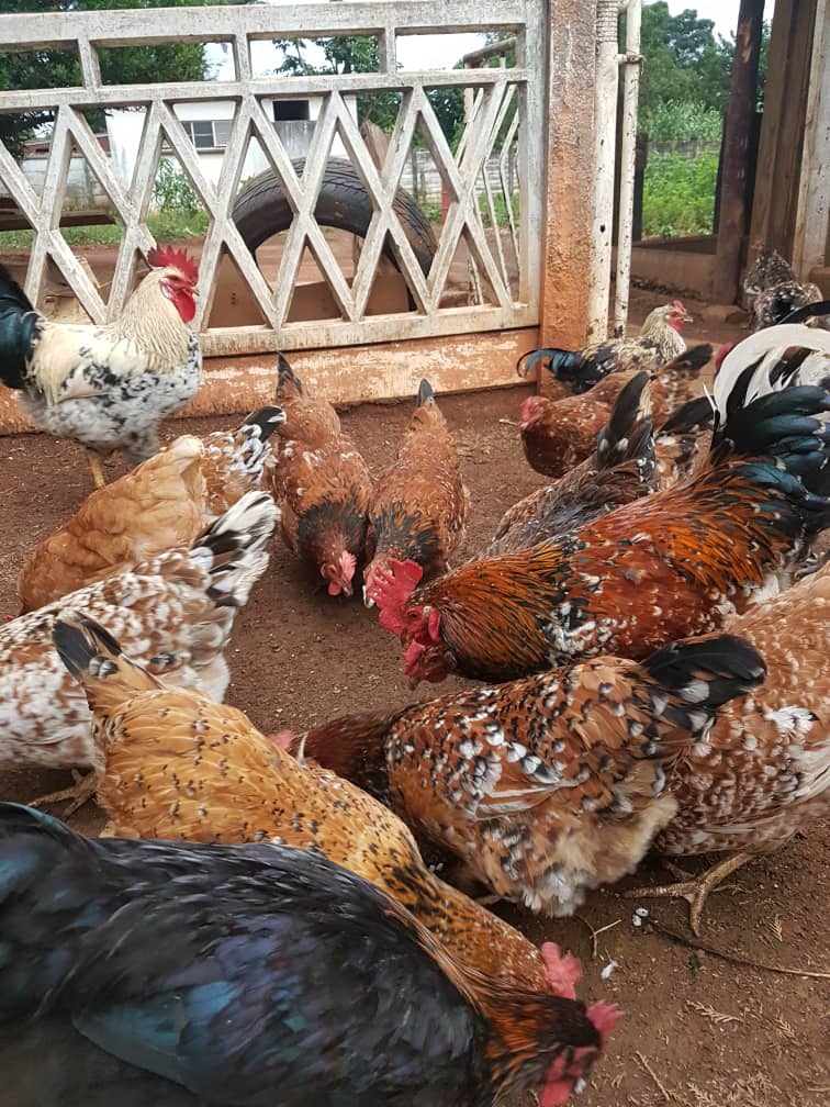 chickens eating outside in a dusty yard