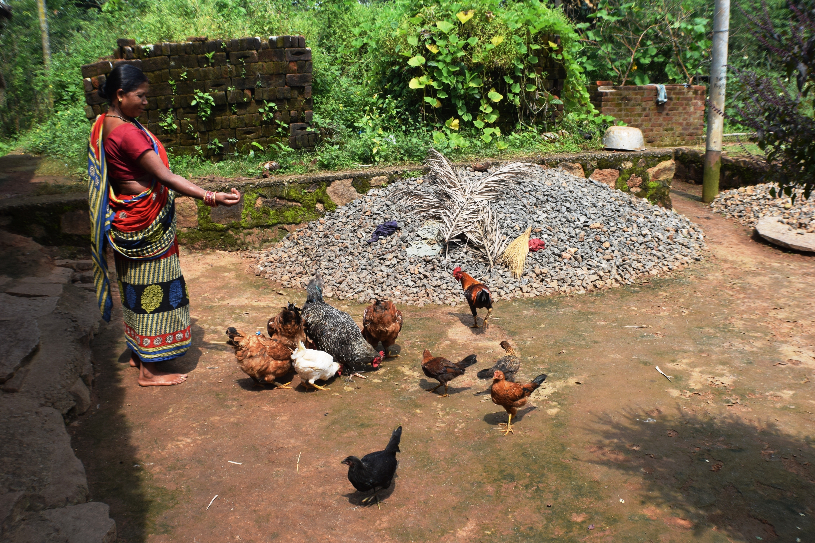 a woman wearing a magenta robe feeds chickens in the yard