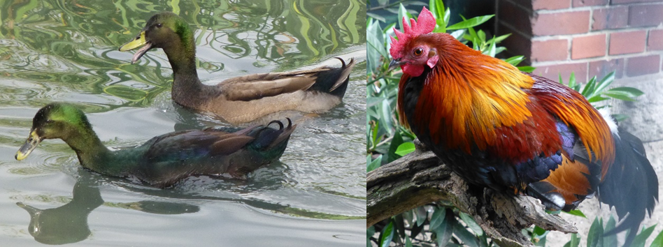Ducks love to swim, chickens love to perch