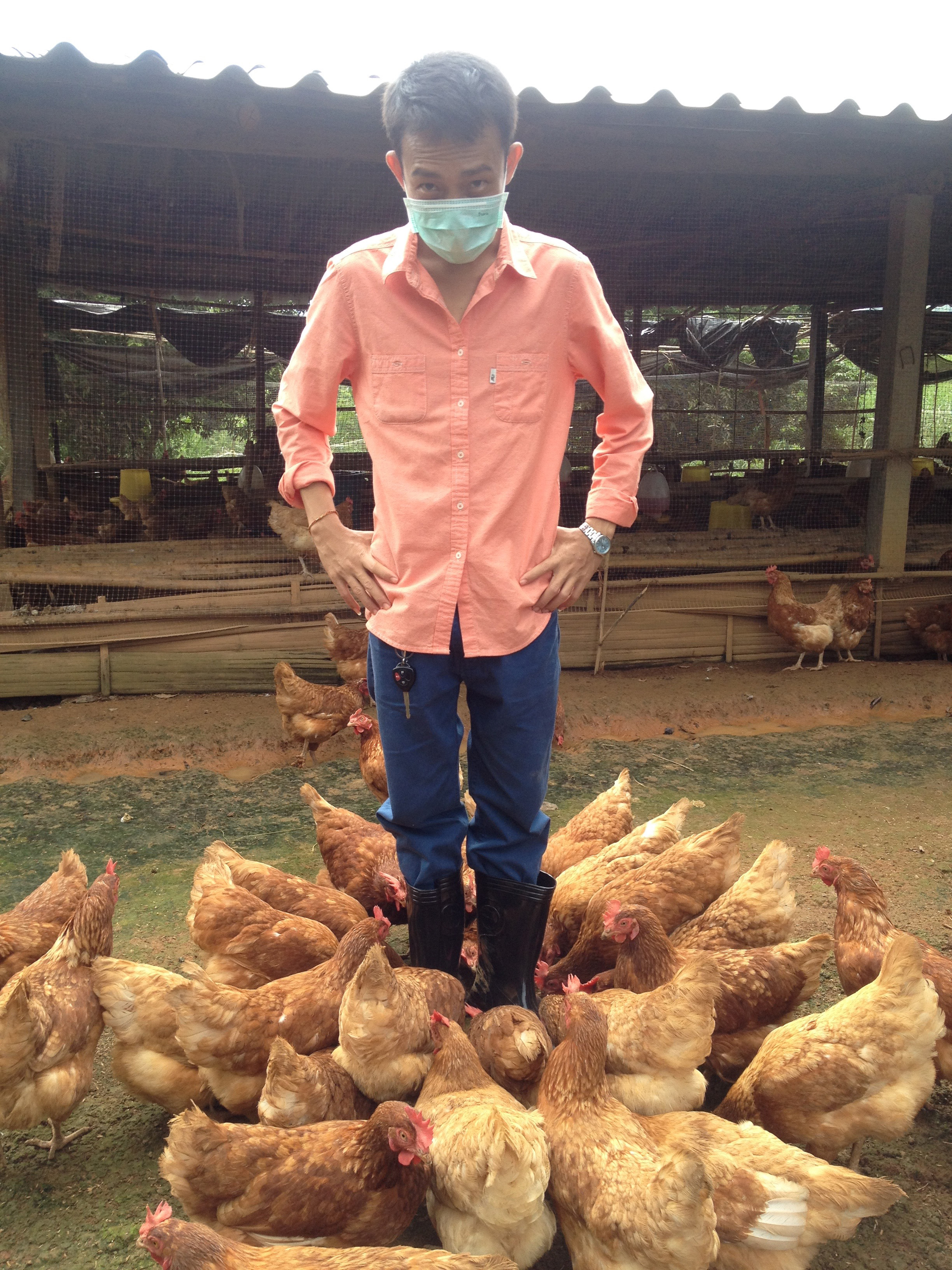 a man stands with about 15 chickens around him