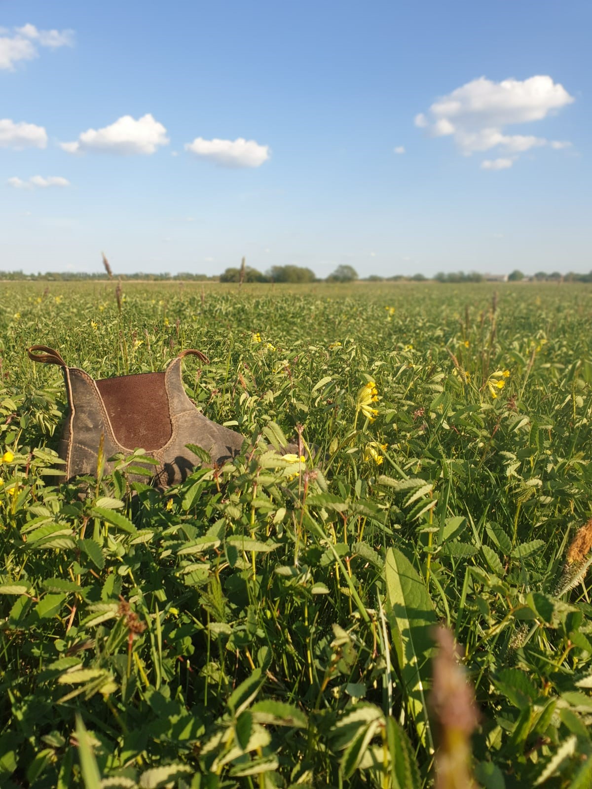 a boot in a field of grass