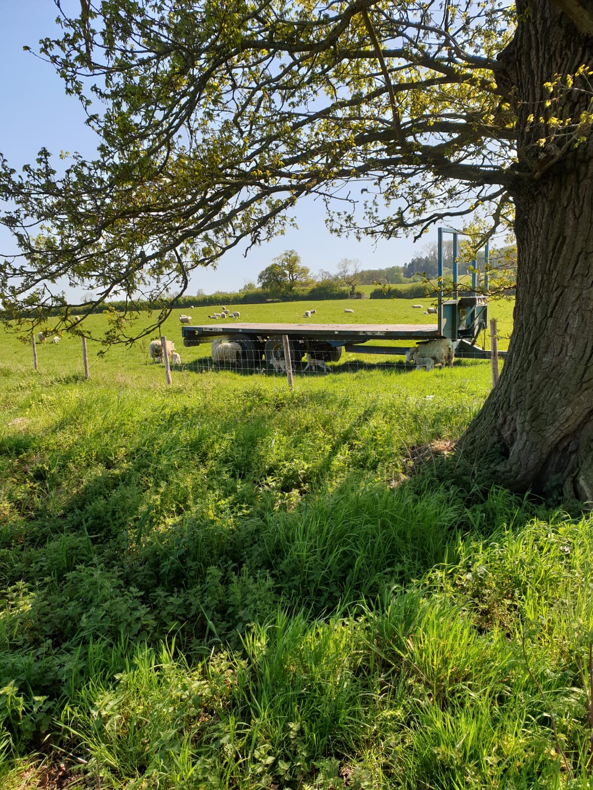 a trailer in a field next to a tree surrounded by sheep