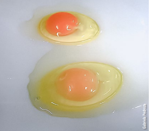 Figure 1: Darker egg yolks (top) from hens fed a diet enhanced with 15 percent BSLM compared to diet without BSLM (bottom)