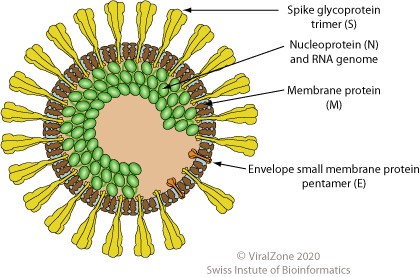a diagram of a virus molecule showing its anatomy