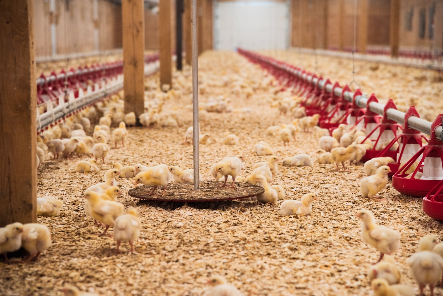 Broiler chicks weighing in: Intelia's own scales are used to ensure optimal weight readings