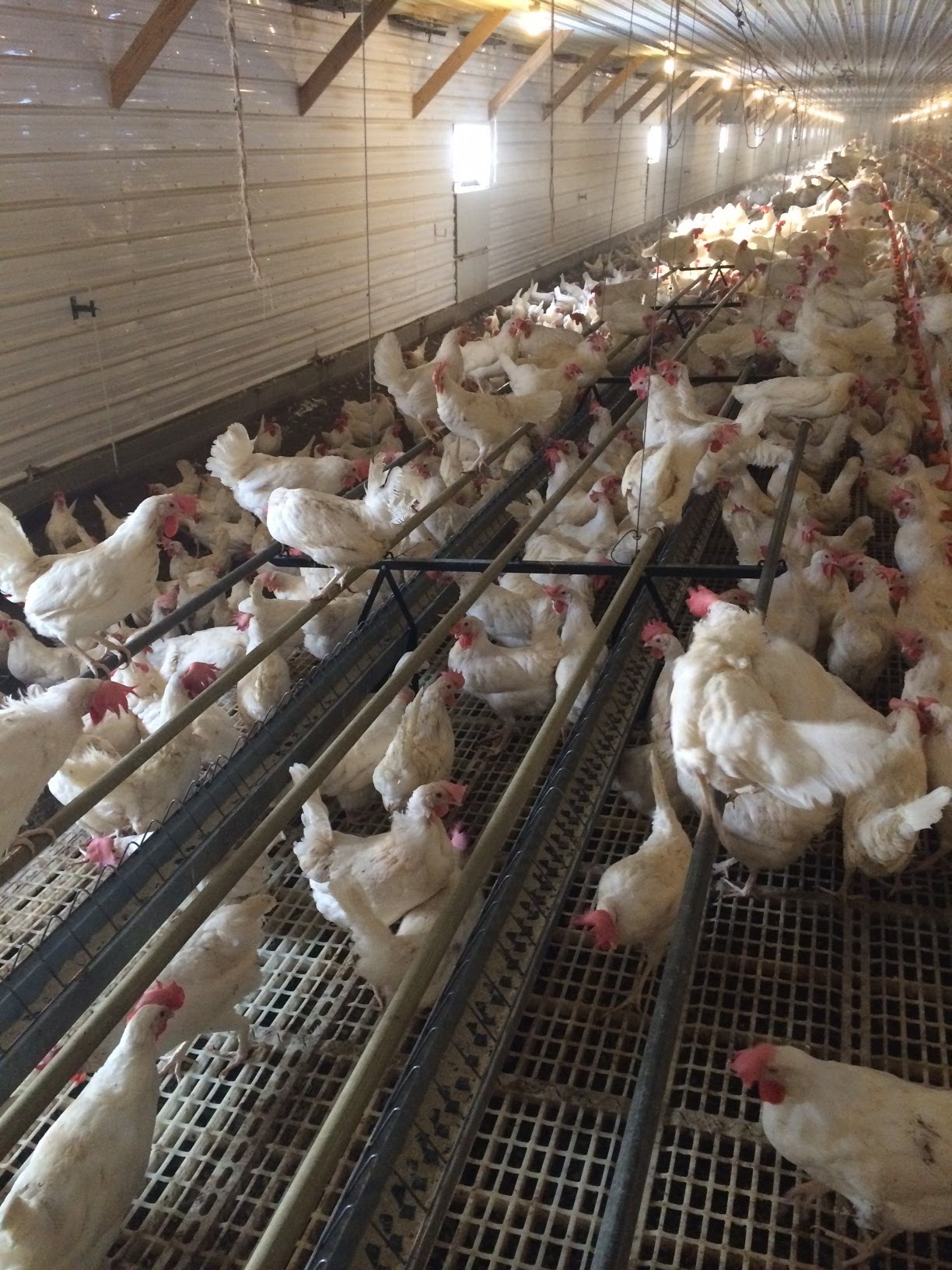 hens inside perch on a metal bar