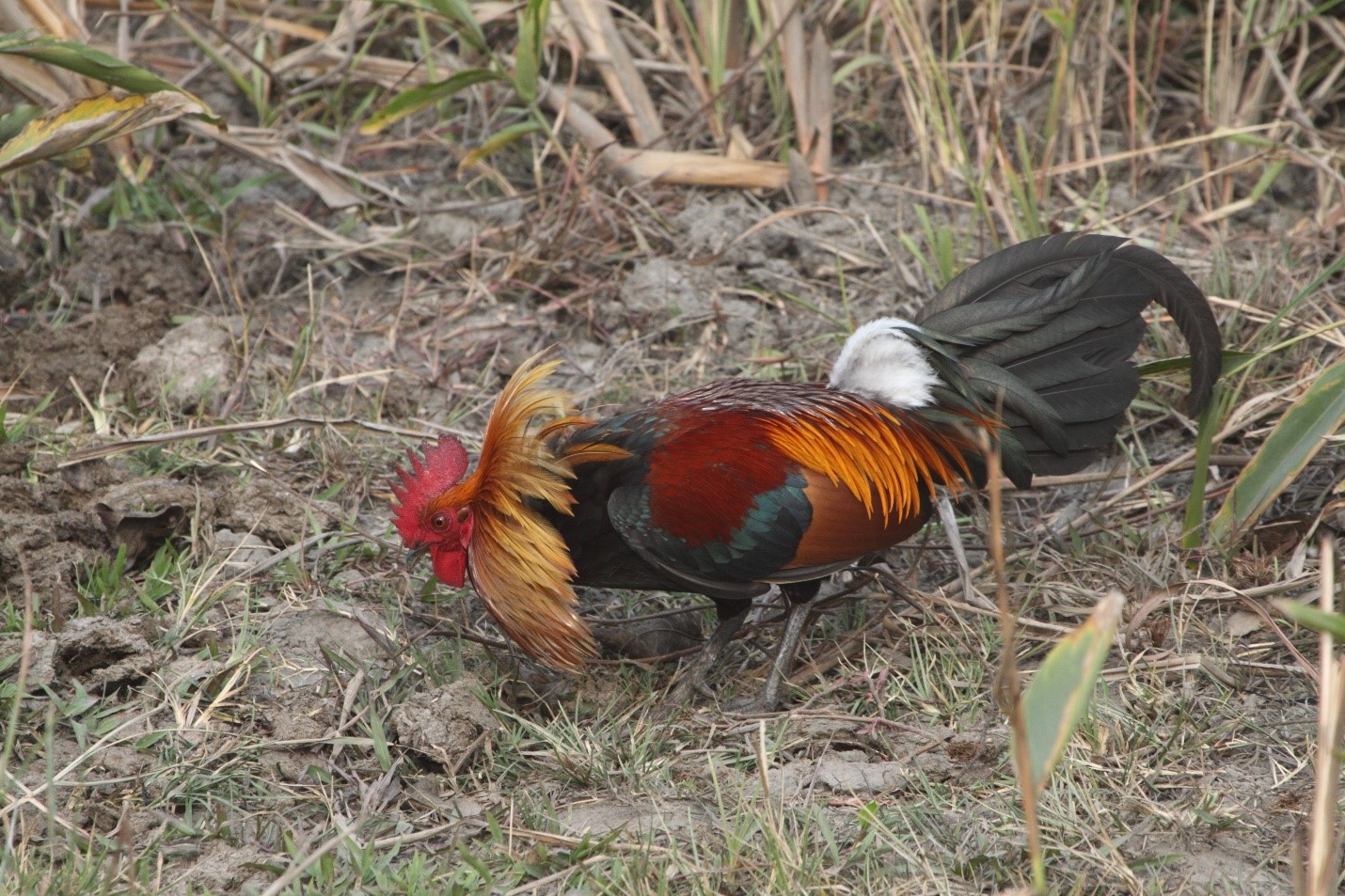 Red junglefowl