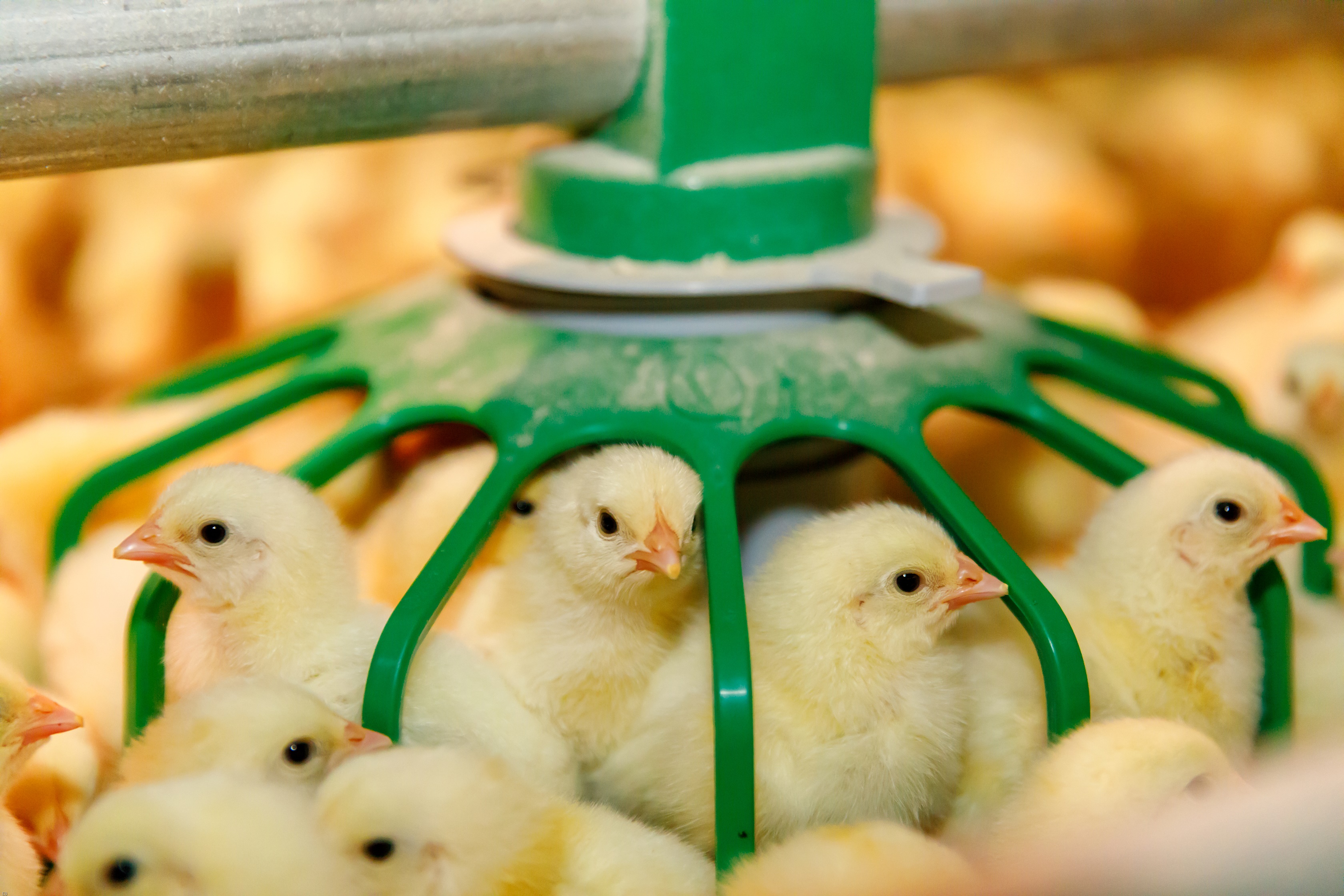 The Long term Benefits Of Short chain Poultry Farming The Poultry Site