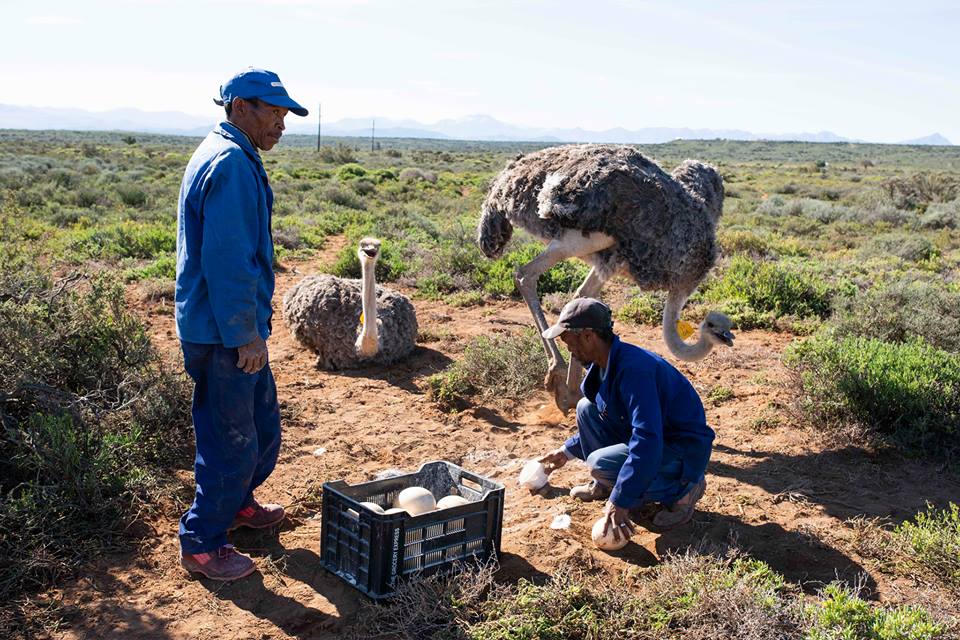 Farmers collect ostrich eggs from a field