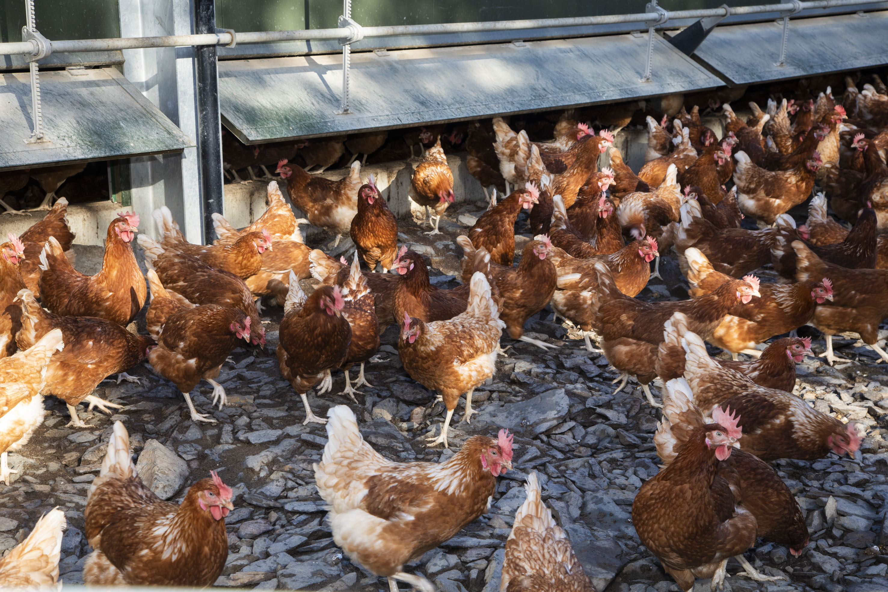 chickens outside standing on black wood chips