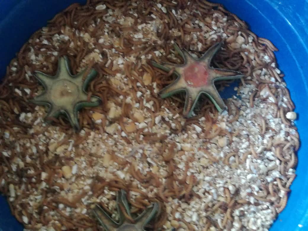 maggots mixed with feed grains in a feed bucket