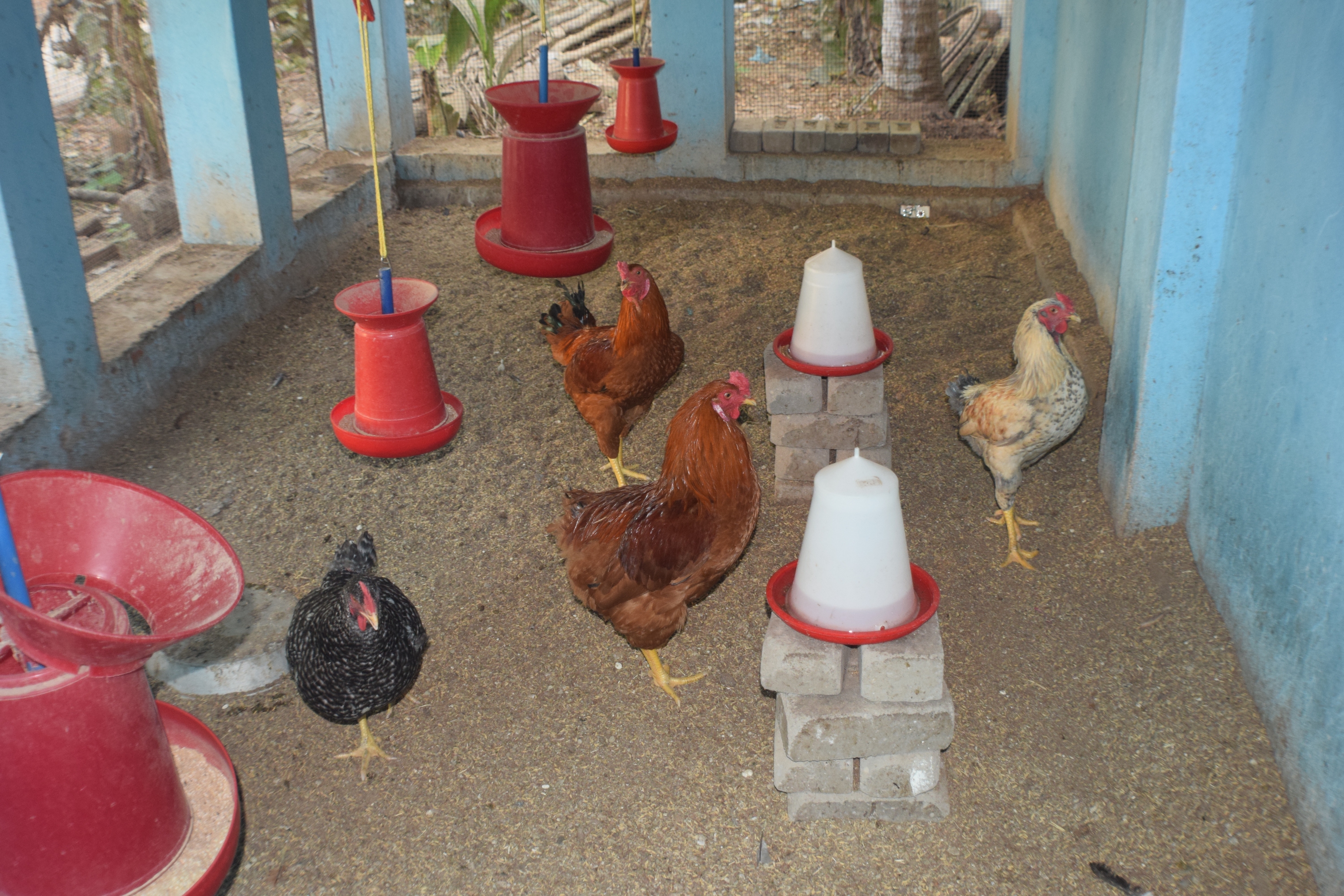 black, rusty, and sand coloured chickens standing in a sheltered area