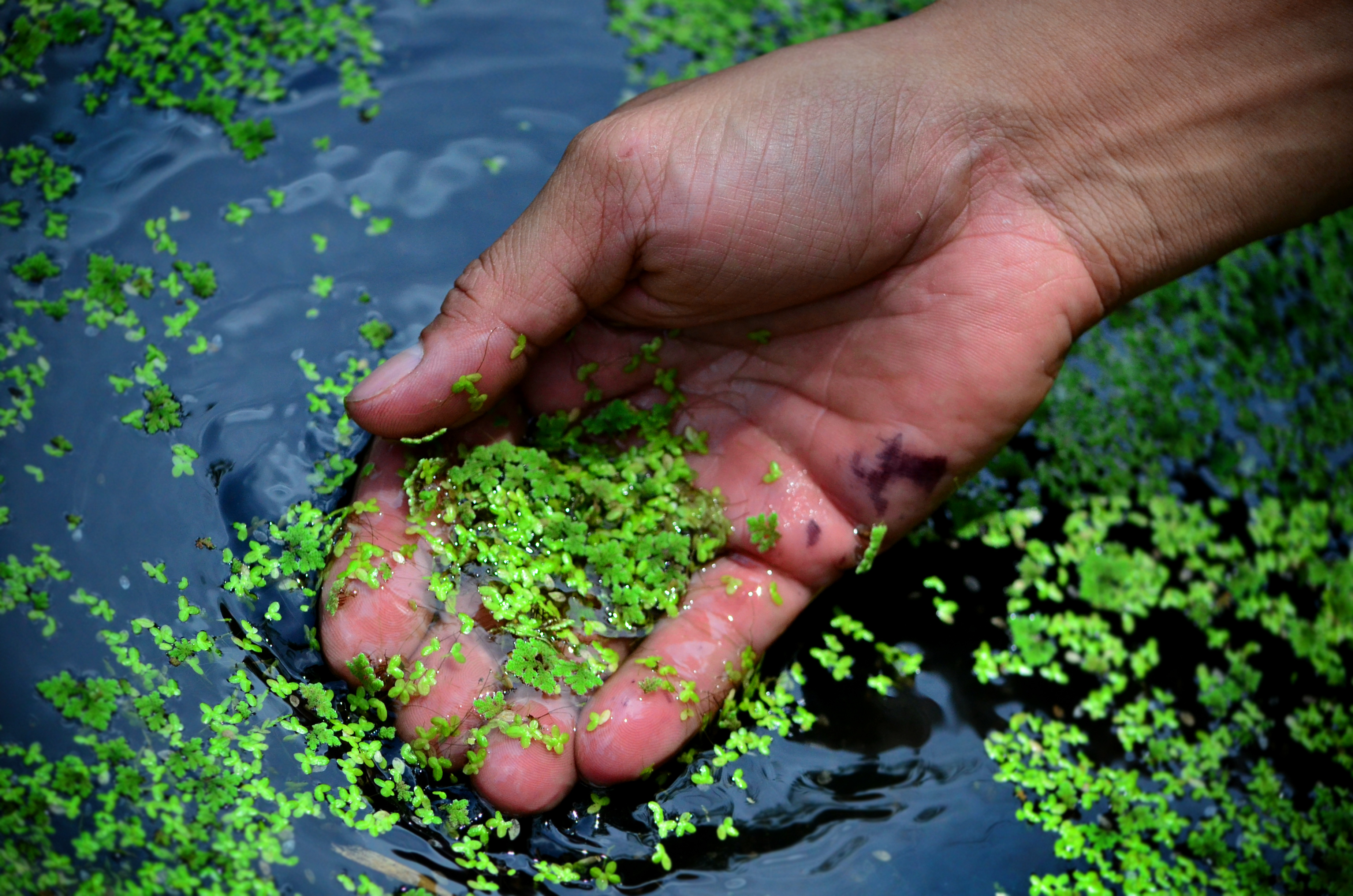 Azolla is an easily grown water fern with over 30 percent protein content, an excellent supplementary feed not just for chickens, but for ducks, pigs, goats, sheep and cattle as well. The farm grows azolla in shallow plastic vats