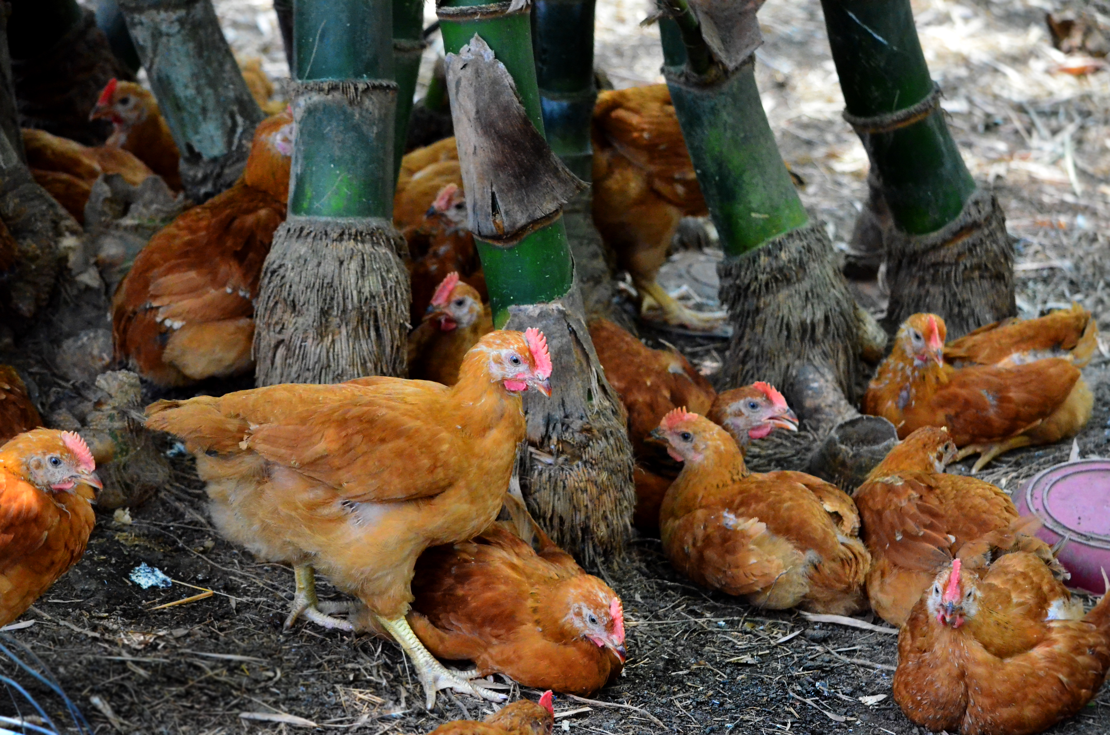 Five Tips for Free-Ranging Chickens