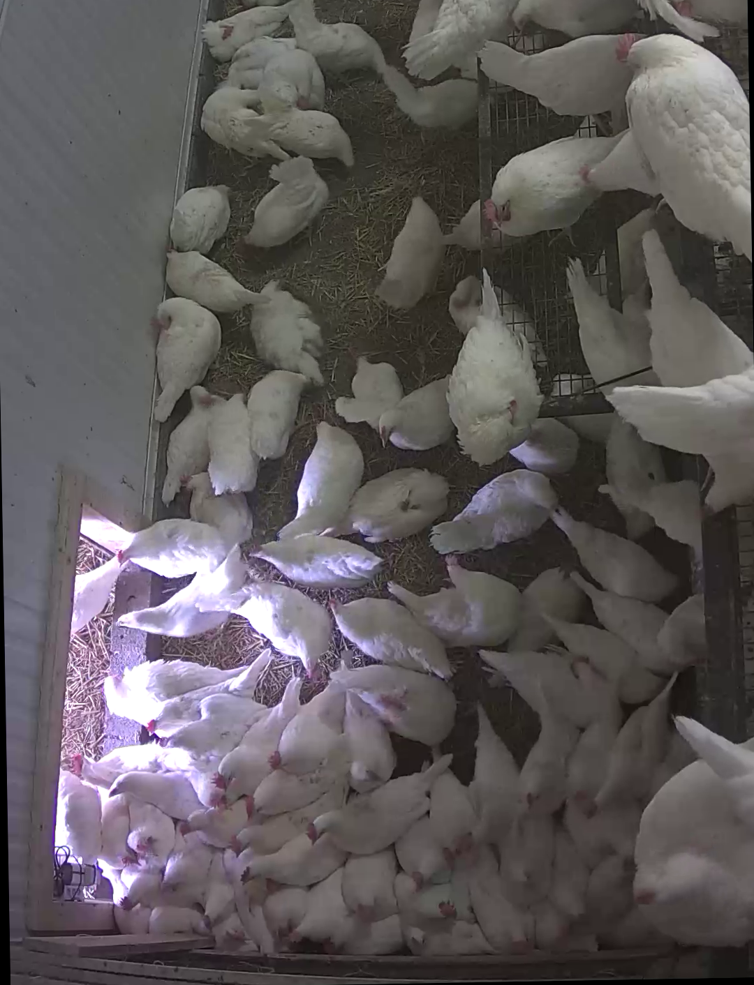 hens crowding into a corner of a building
