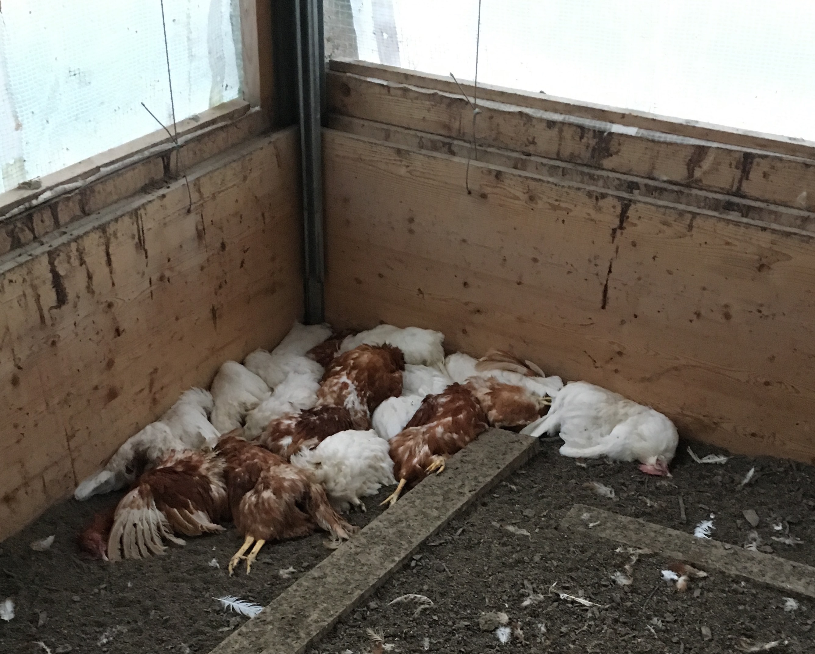 dead hens in the corner of a building after having been smothered by other hens