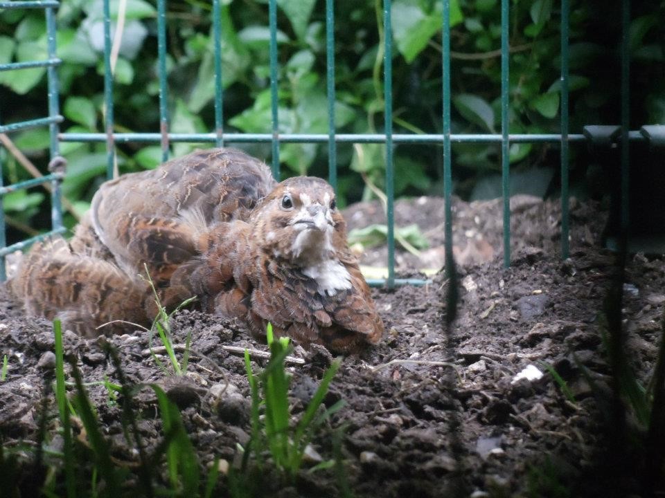 a quail laying in some dirt