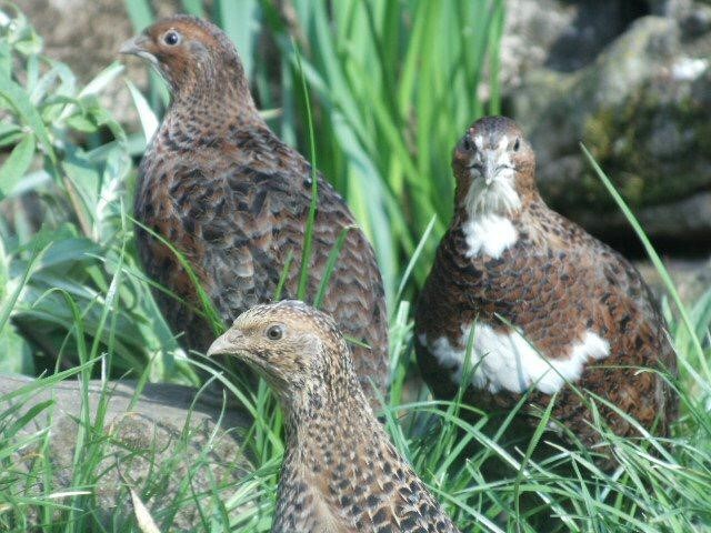 quails in grass