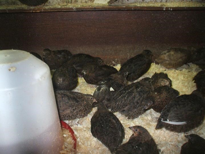 Young quail at a high stocking density