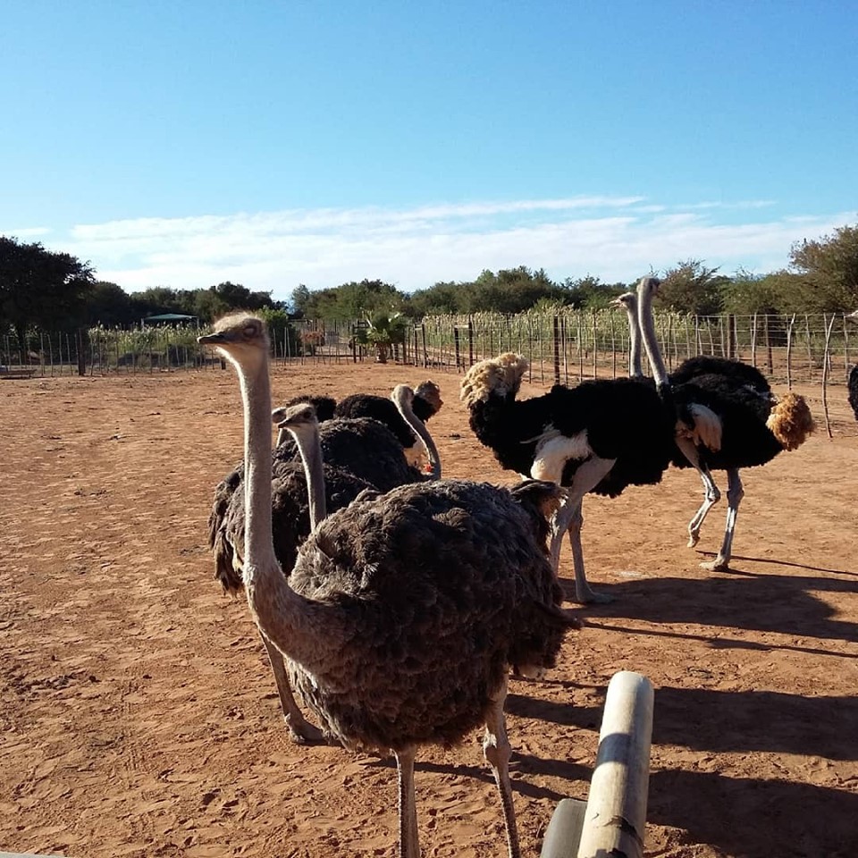 An ostrich pen at the South Africa Ostrich Farm.