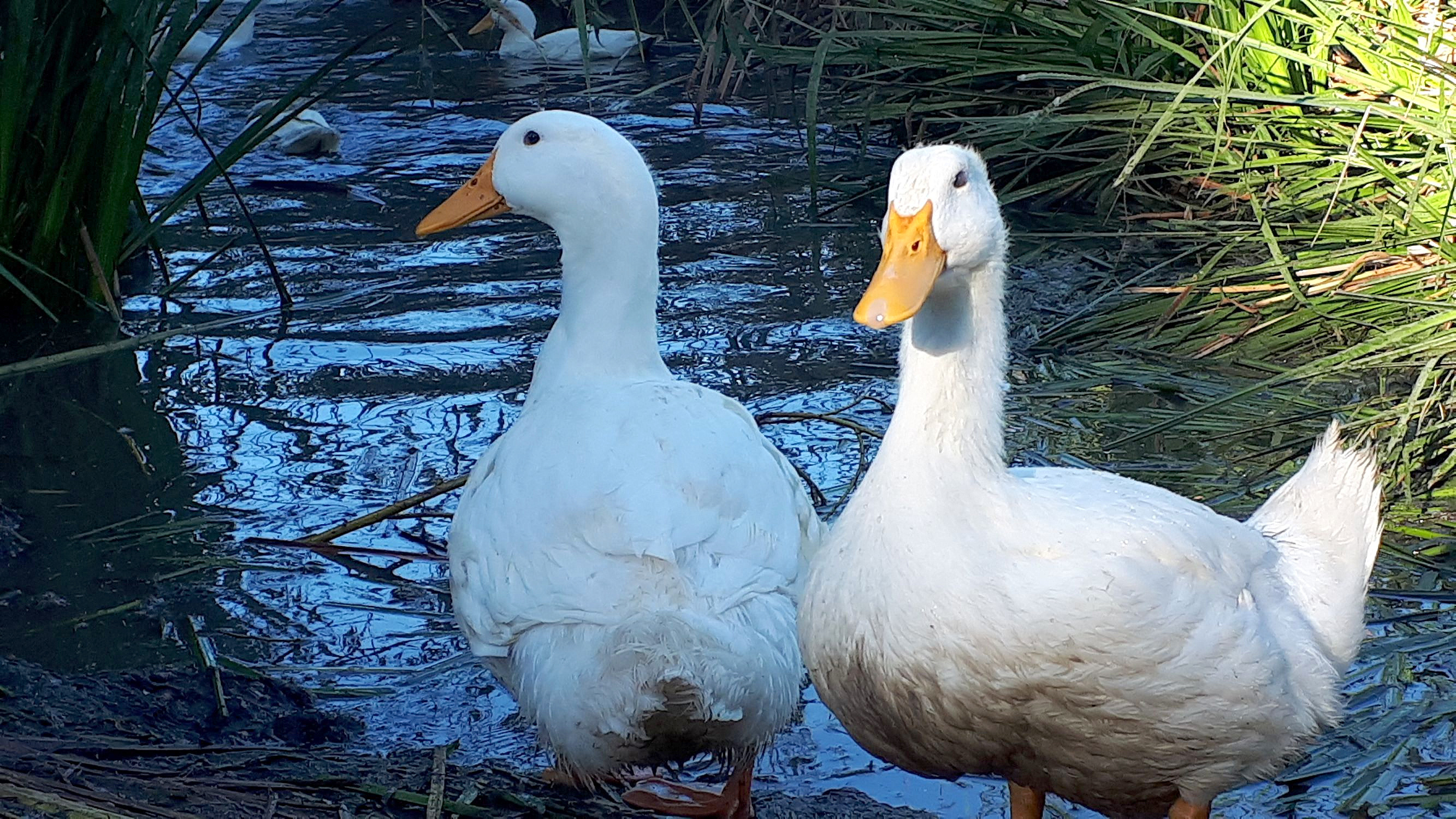 Mature ducks with access to fresh water