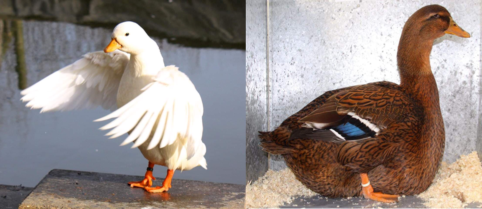 Two extremes of duck breed