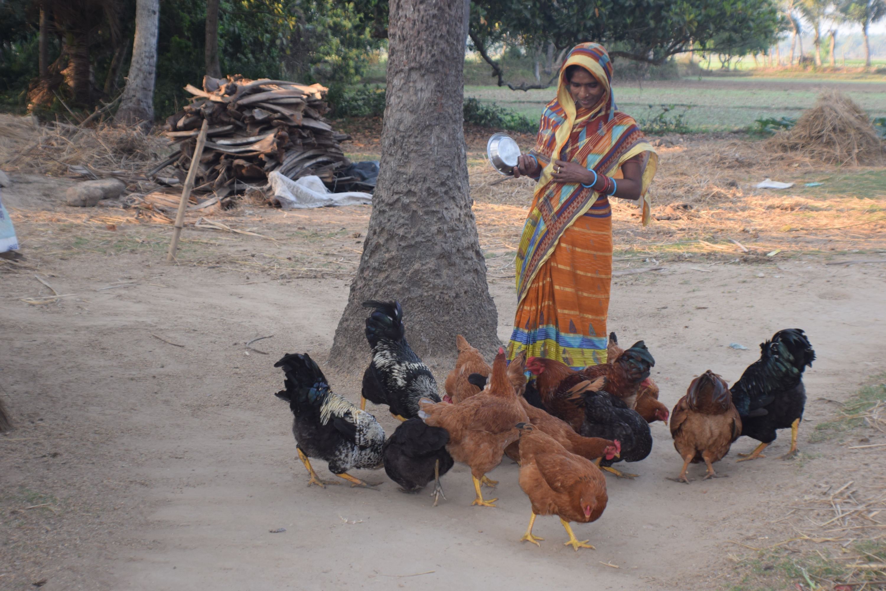 A woman farmer feeds the chicken birds with household food waste