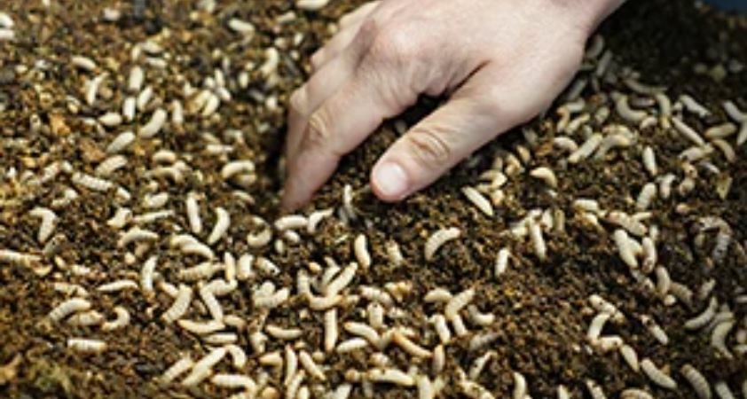 Joint initiative to search out long run feed for fish, poultry and pigs