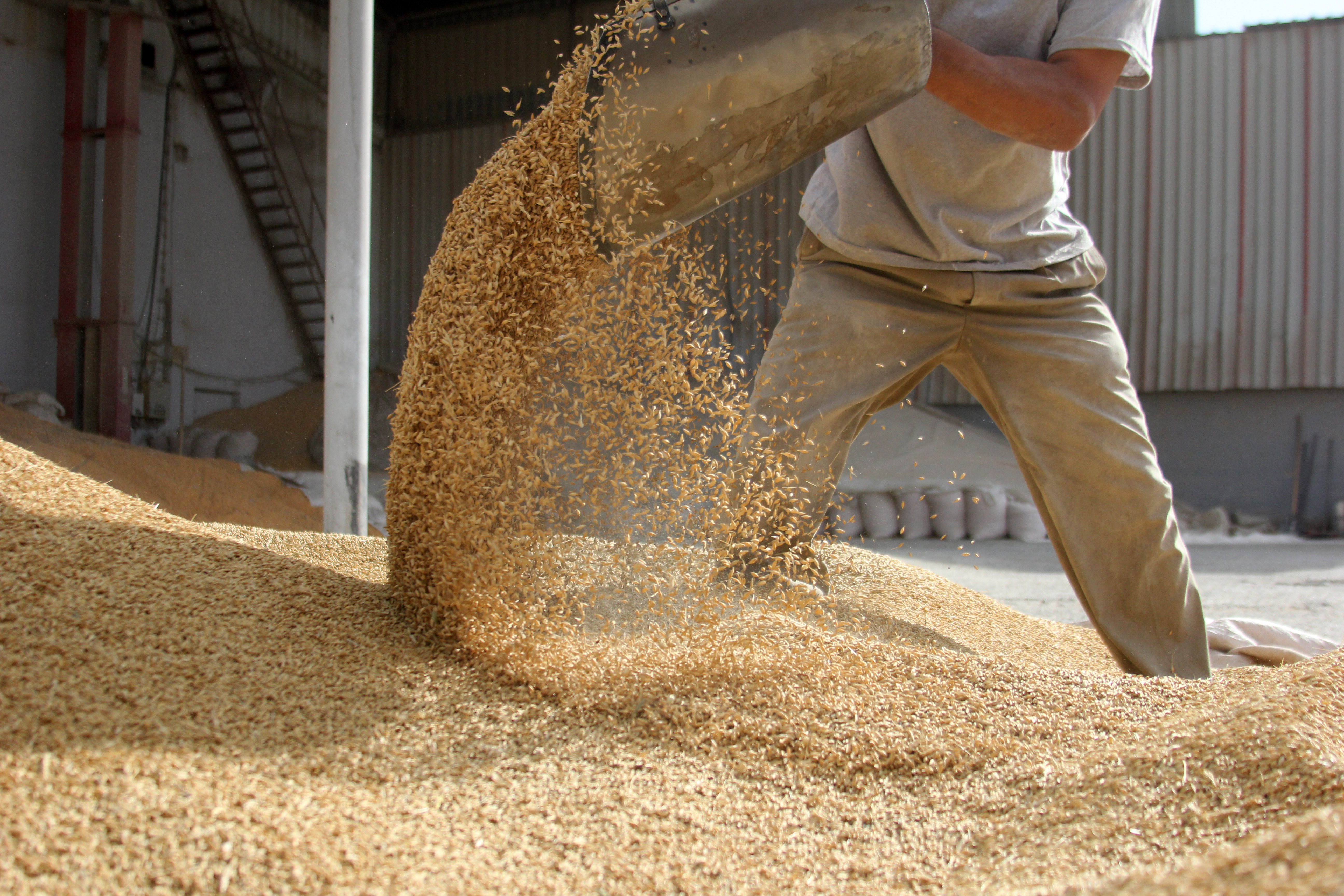 Farmer shovelling a pile of feed grains