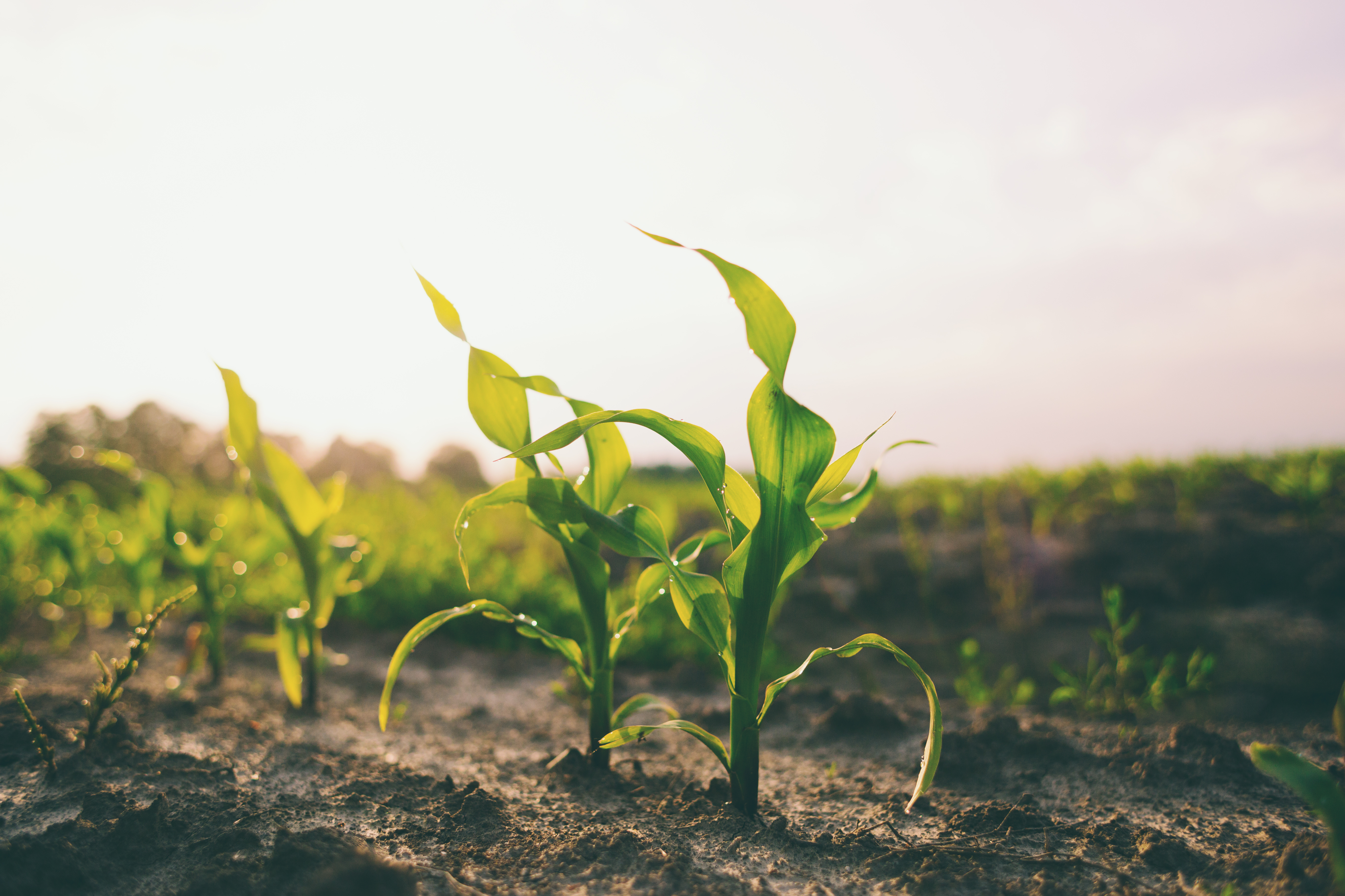 Non-touch crops like corn are ideal plants to grow in manure-based compost