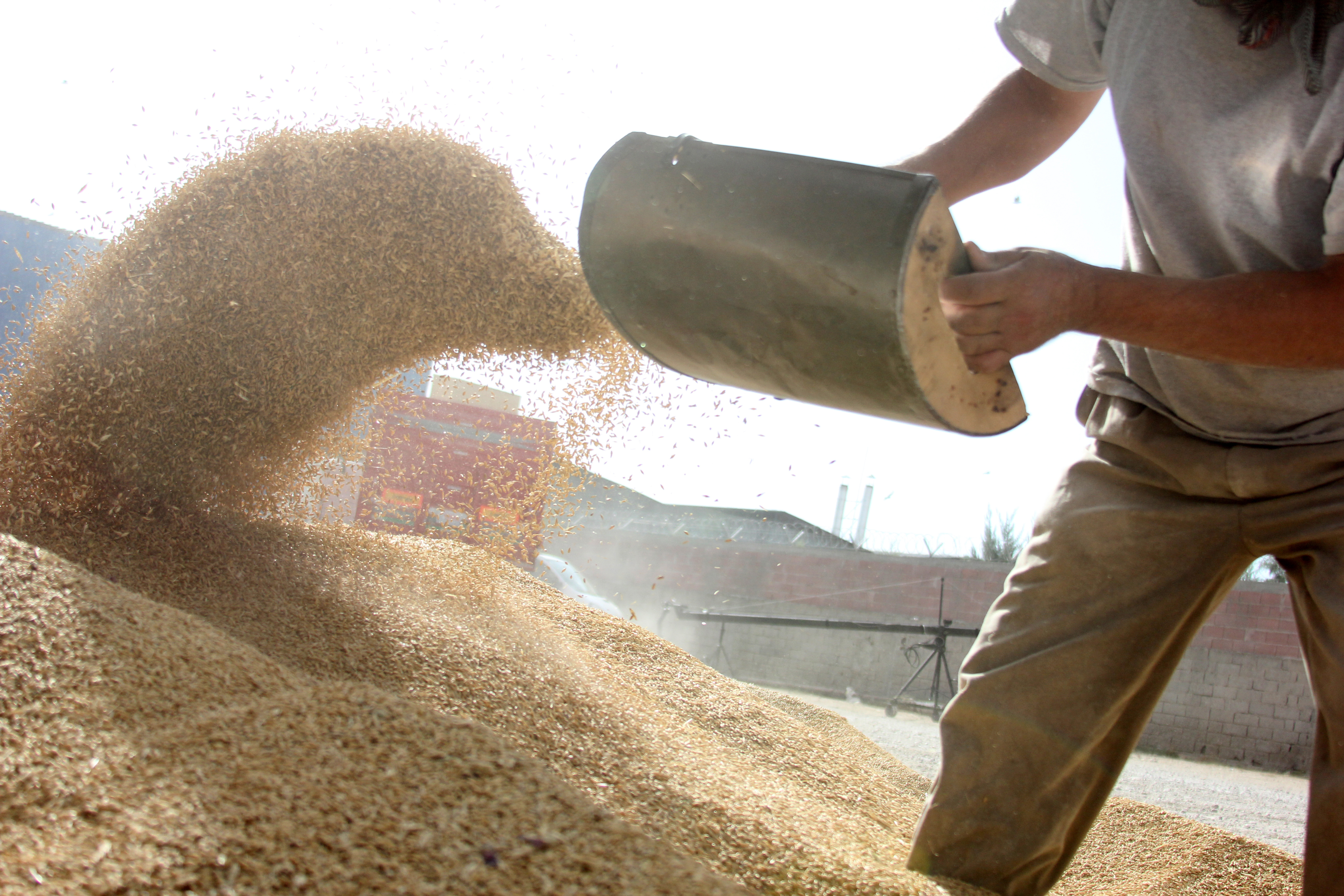 farmer shovelling a pile of feed grains