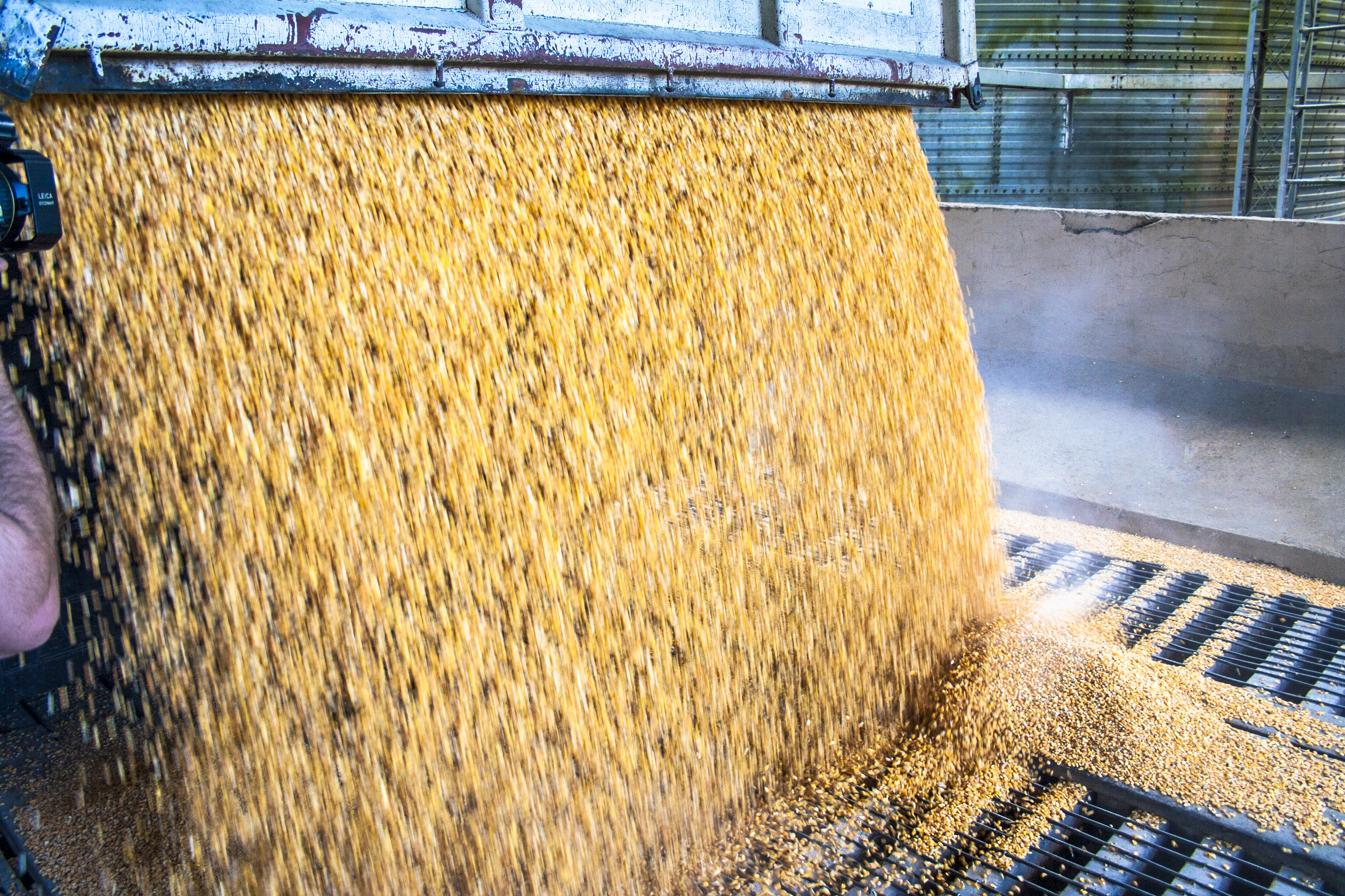 feed grains being sorted on a conveyer belt