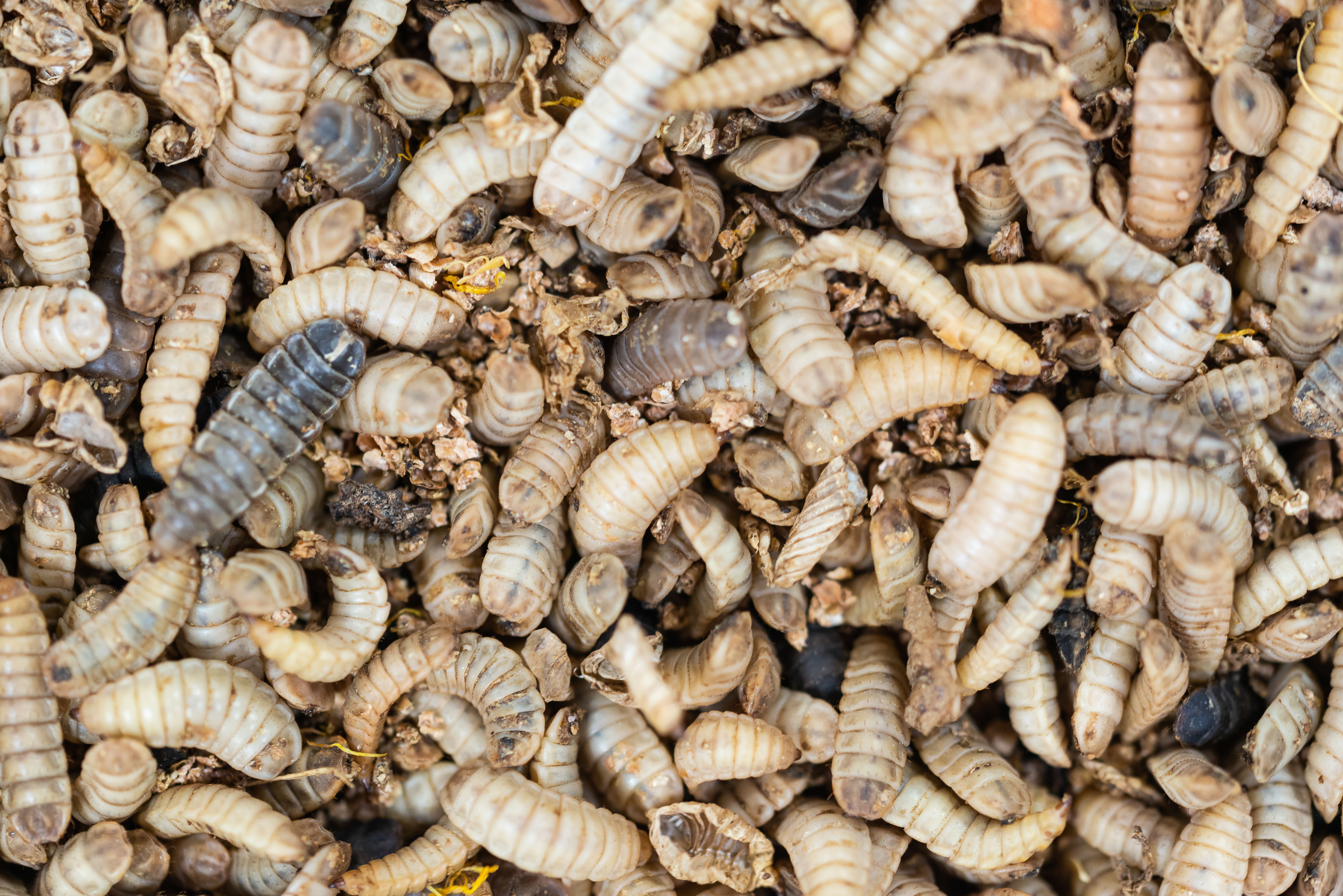 In 10 days the larvae munch their way through 70 percent of the waste, leaving behind a manure laden with nitrogen and calcium, which becomes organic fertiliser