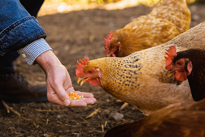 German ag ministry helps ‘GreenChicken’ analysis mission