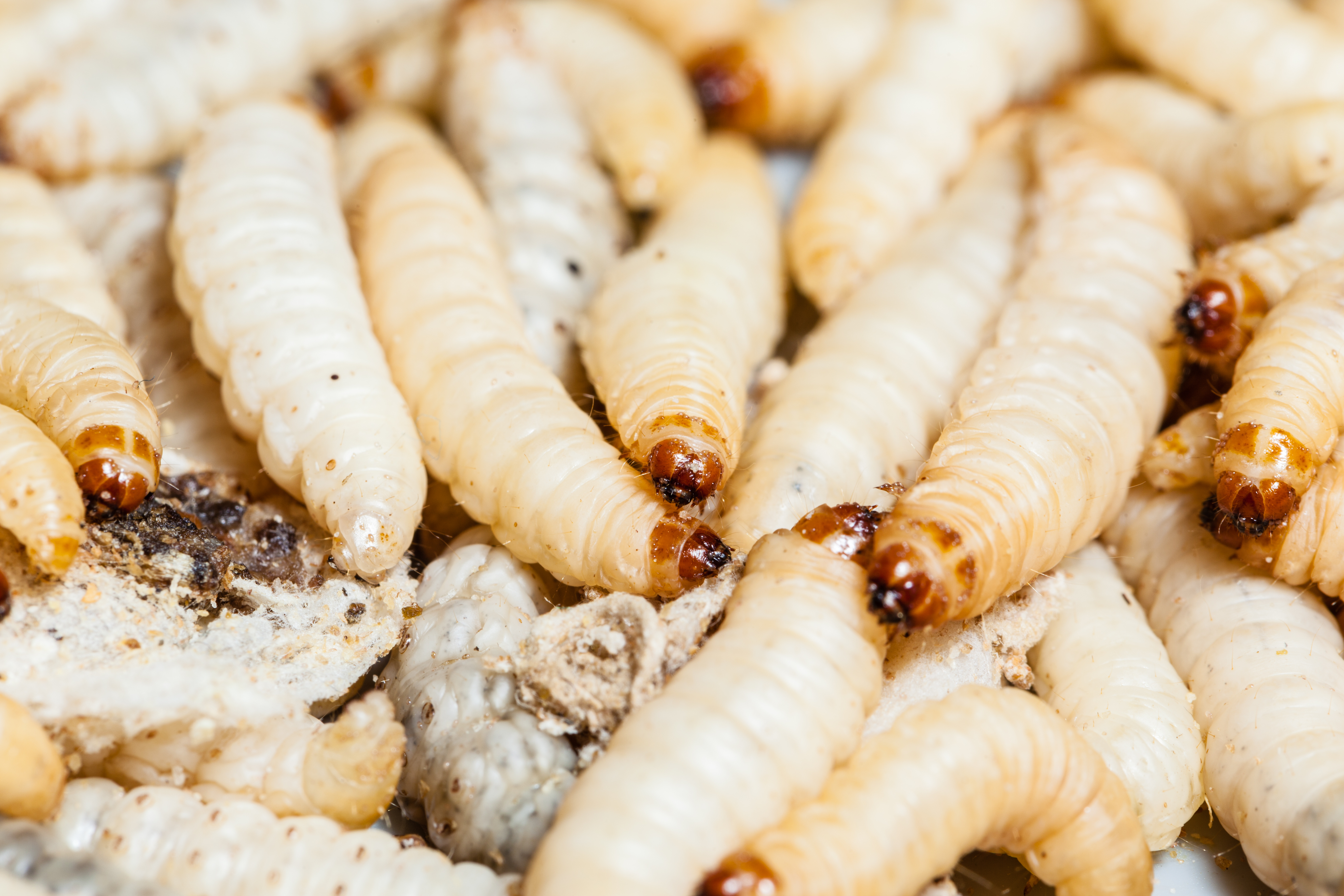 white maggots