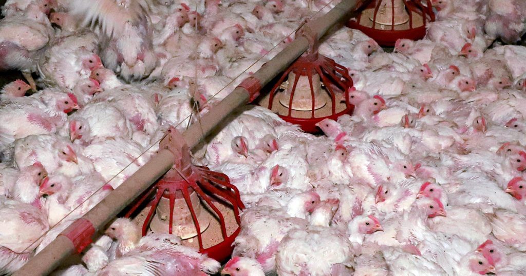 Hops have the possible to scale back using antibiotics in hen farming