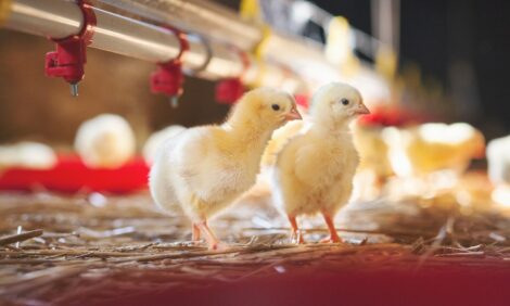 Dutch poultry equipment supplier severs ties with the Russia - Poultry World