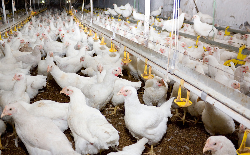 Bulgarian poultry manufacturing declines in 2023 – GAIN