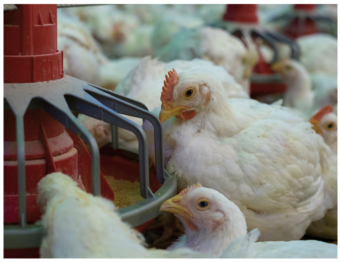 White broiler chicken at feed station