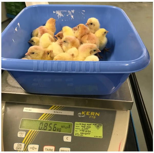 chicks in blue bowl on scales