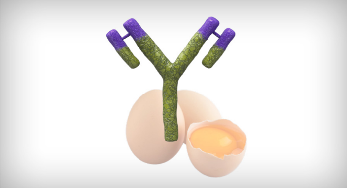 Figure 3: A new immune complex vaccine has been developed that includes IgY of egg origin.