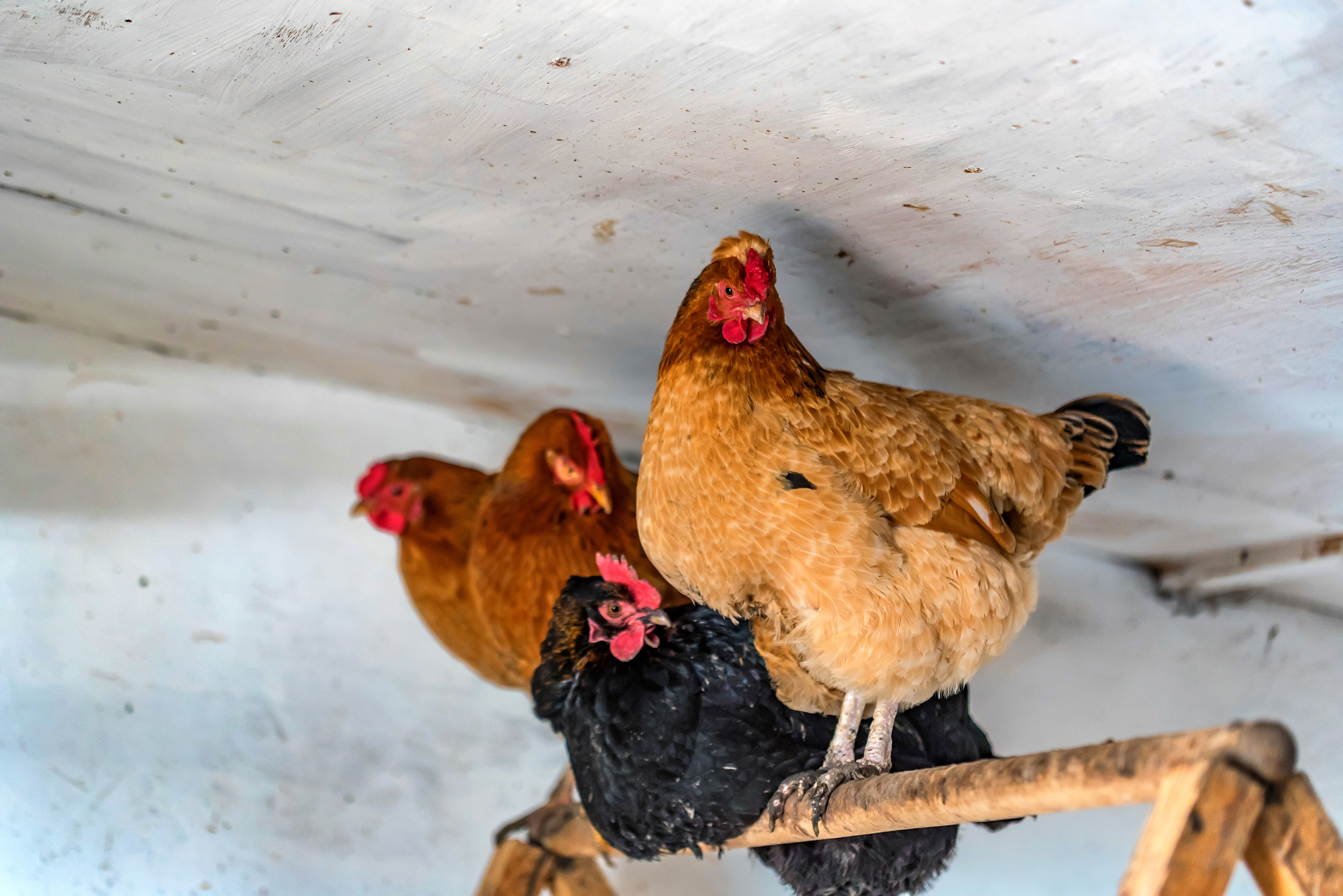 four chickens standing on a perch