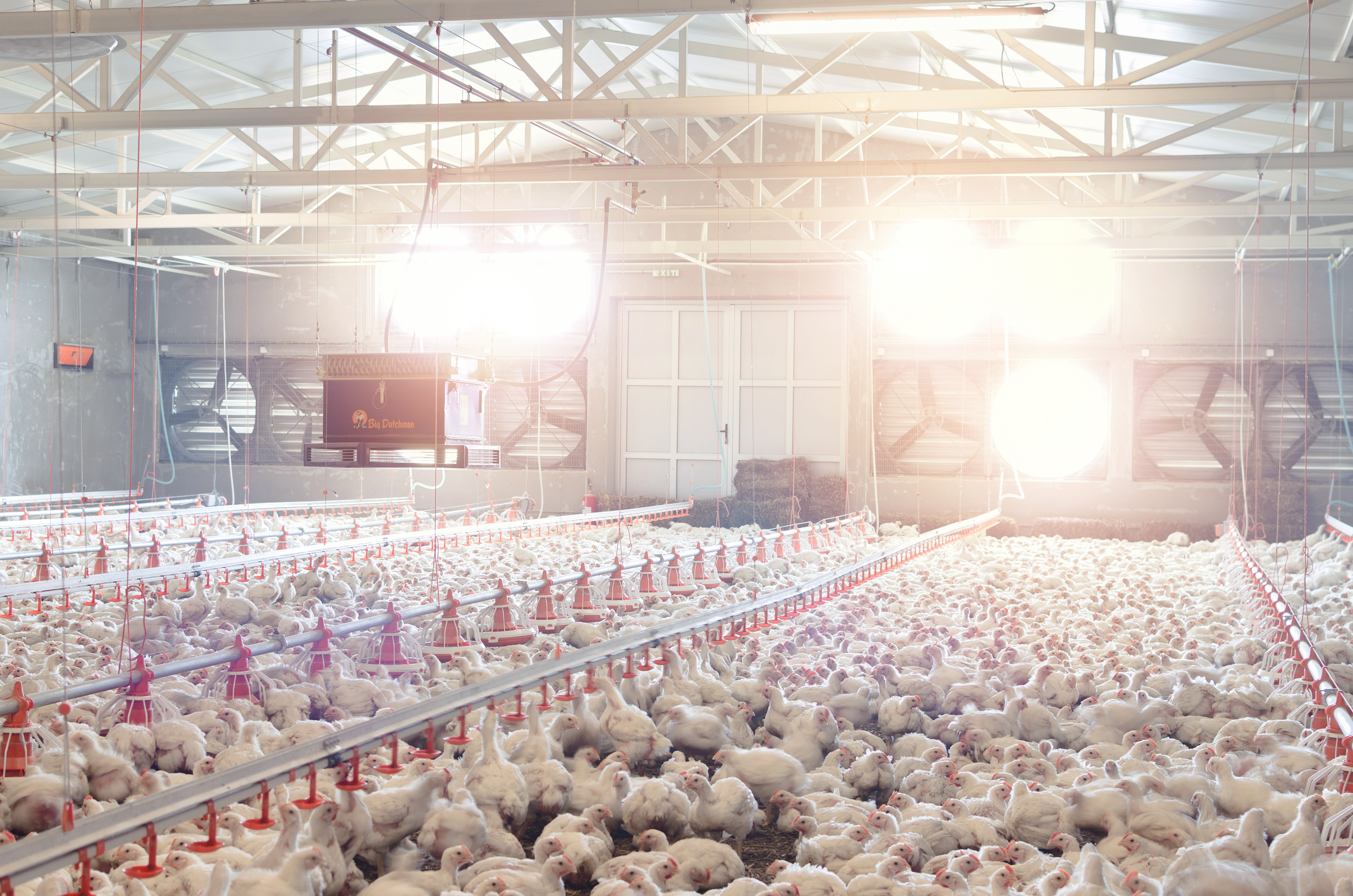 white chickens in a barn with large fans blowing air