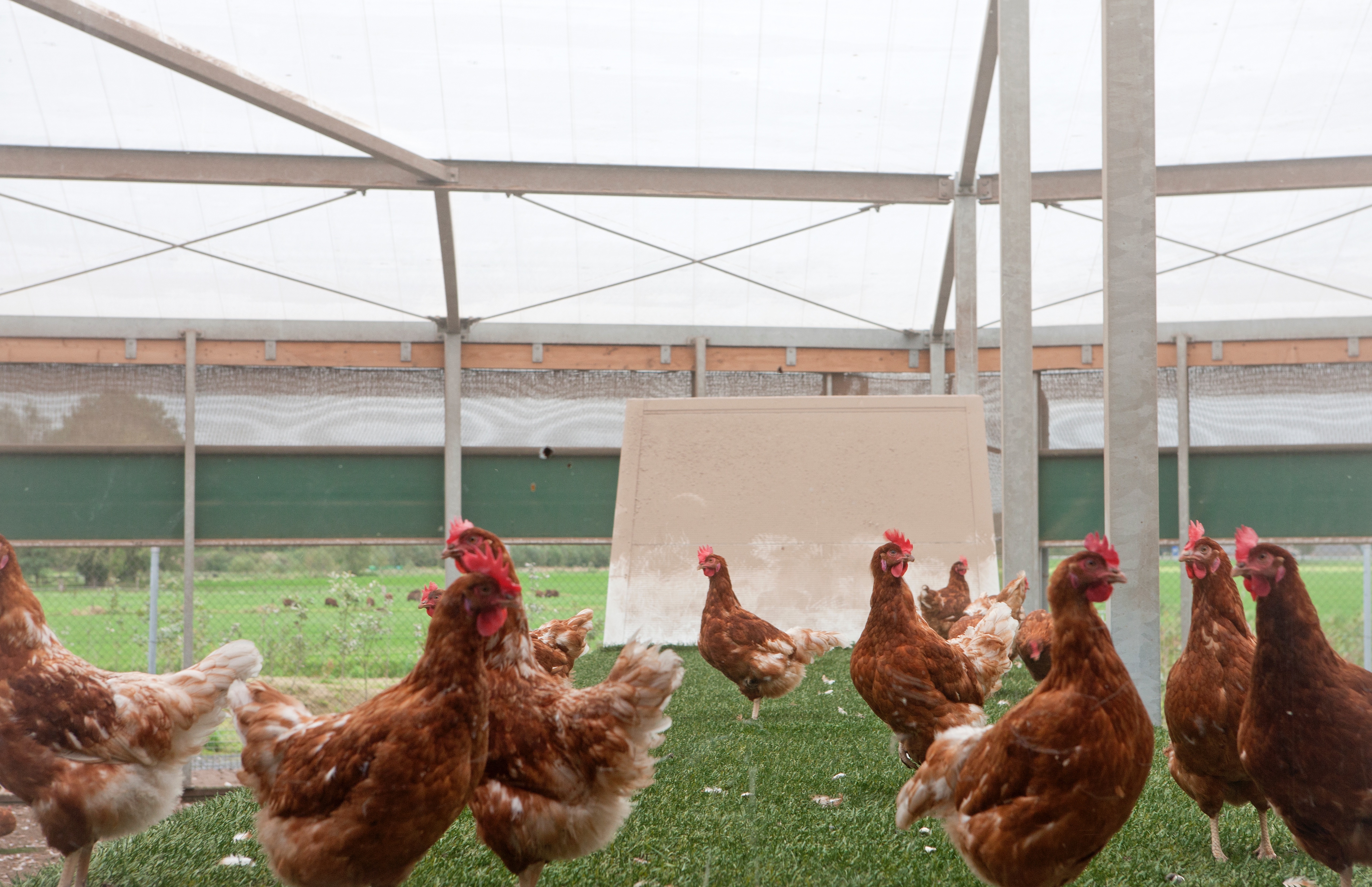 Having a cover over the birds' preening and dust-bathing area can prevent predation