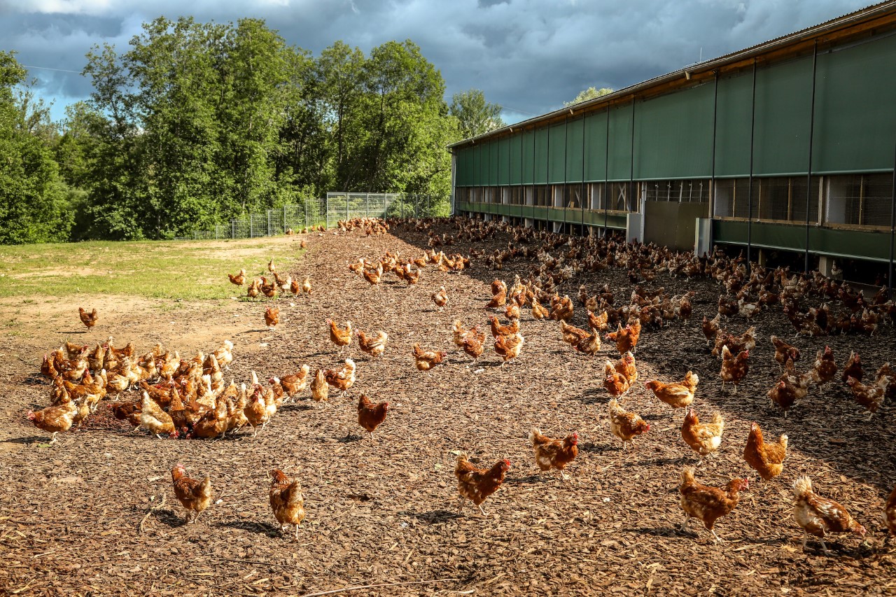 Free-Range  Egg Producers Federation New Zealand